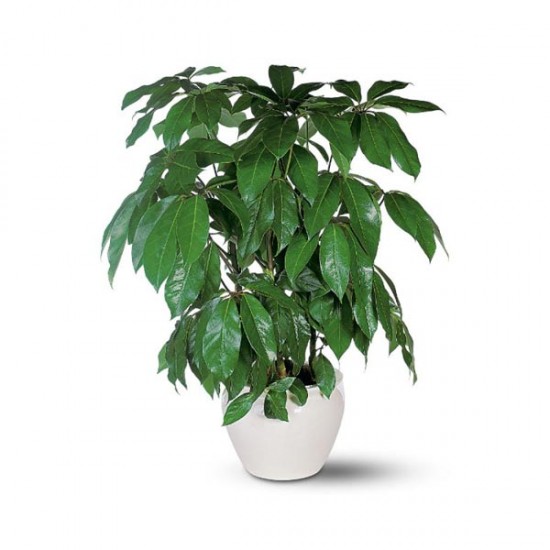 Schefflera